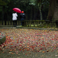 霧雨の降る
