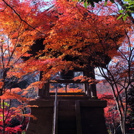 平林寺の秋模様