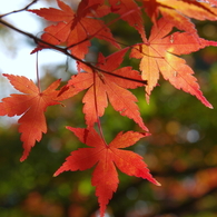 輝く紅の葉