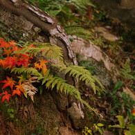 シダと紅葉