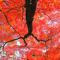 紅葉ノ庇