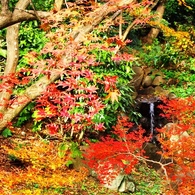 三渓園　内苑の滝