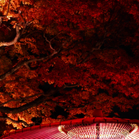 京都の紅葉2013　1-19