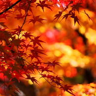 大興善寺の紅葉（２）