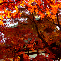 紅葉17