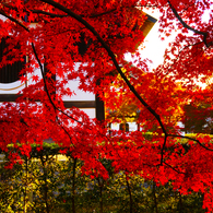 紅葉18