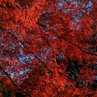 燃える
