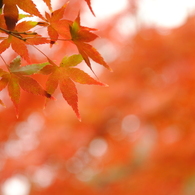 紅の世界