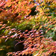 竹林寺紅葉（Ⅲ）