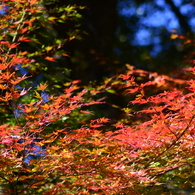 竹林寺紅葉（Ⅳ）