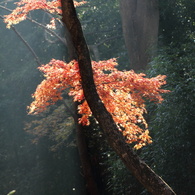 朝日で浮かぶ紅葉