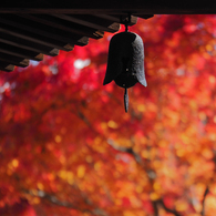 京都の紅葉2013　2-10