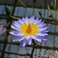 天国の花？