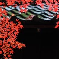 本土寺・秋 (1)