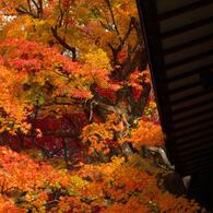 本土寺・秋 (3)