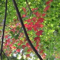 紅葉