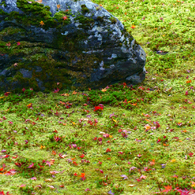 構成-39／Autumn of the garden