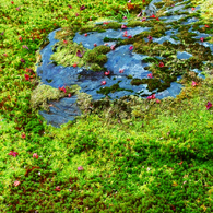 構成-41／The stone which blended with moss