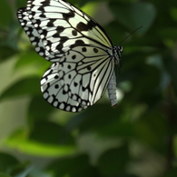 butterfly paradise 2　ギャラリー