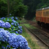 紫陽花の待つ駅　１