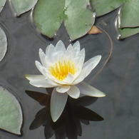 P1010387