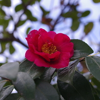 赤い山茶花-9