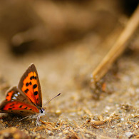 Small Butterfly