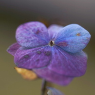 真冬の紫陽花