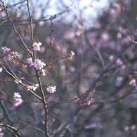 寒の桜