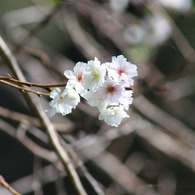 季節外れの桜