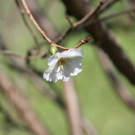 季節外れの桜