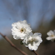 季節外れの桜