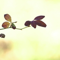 花のない薔薇