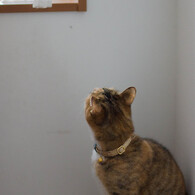 窓と猫