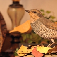 BIRDCARVING (4)