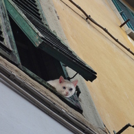 イタリアのシニョーラNEKO