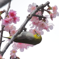 さくらめじろ　3