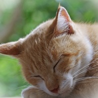浄瑠璃寺・眠れる猫