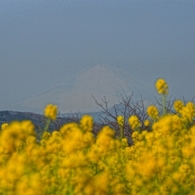 菜の花の芳香