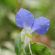 露草