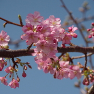 春が開く-河津桜1
