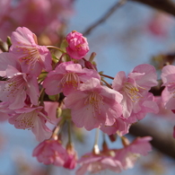 春が開く-河津桜2