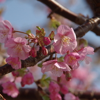 春が開く-河津桜3