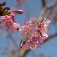 春が開く-河津桜4