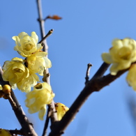 NAO_8647