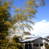 風に吹かれる竹
