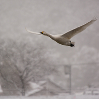 雪と白鳥②
