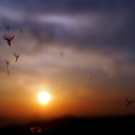 冬の空