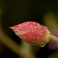 秋雨の蕾