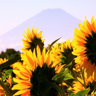 sunflowerと富士